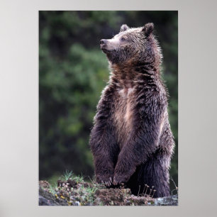 Permanent Grizzly-Beer Poster