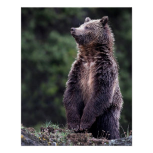 Permanent Grizzly-Beer Poster