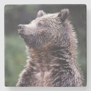 Permanent Grizzly-Beer Stenen Onderzetter