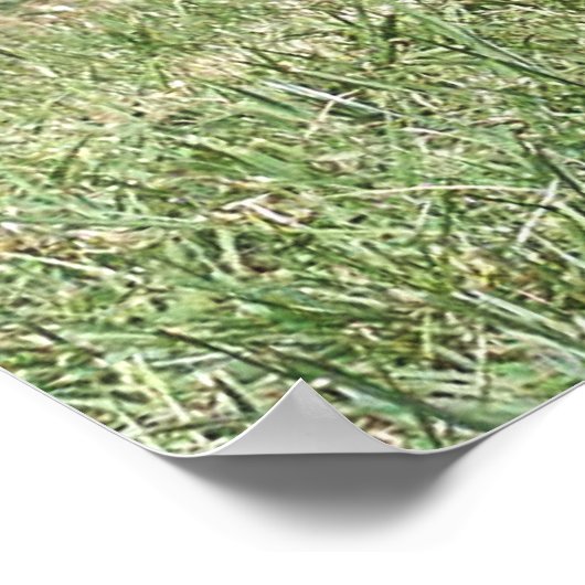 Permanent Keeshond Dog Poster (Hoek)