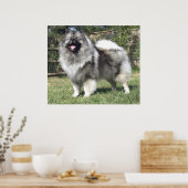 Permanent Keeshond Dog Poster (Keuken)