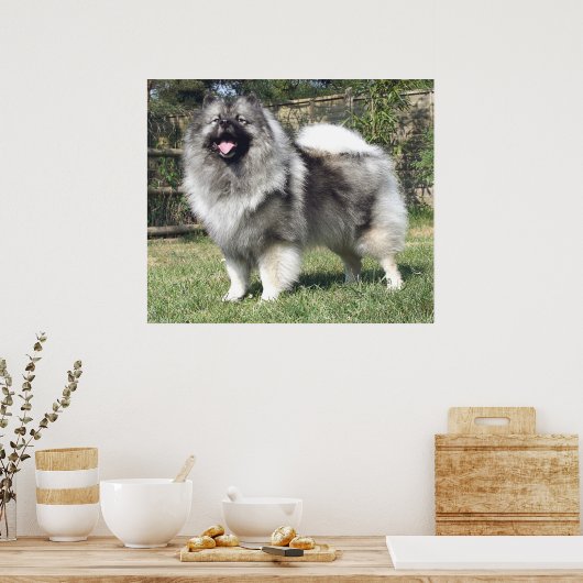 Permanent Keeshond Dog Poster (Keuken)