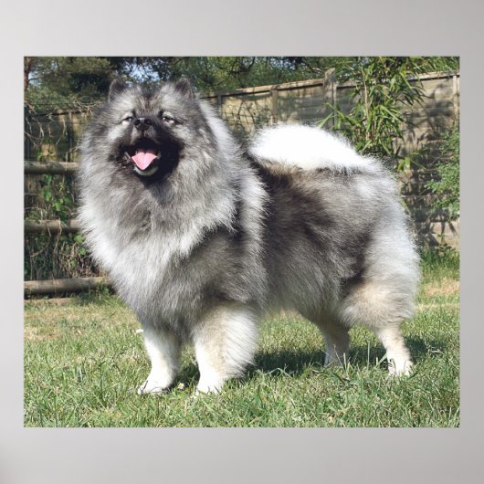 Permanent Keeshond Dog Poster (Voorkant)