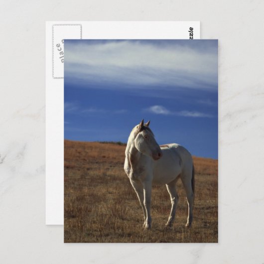 Permanent paard briefkaart (Voorkant / Achterkant)