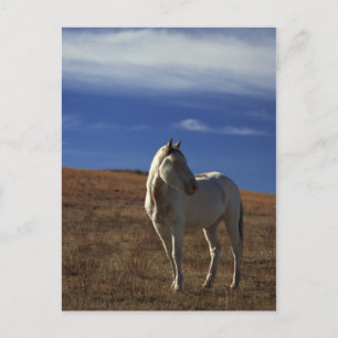 Permanent paard briefkaart