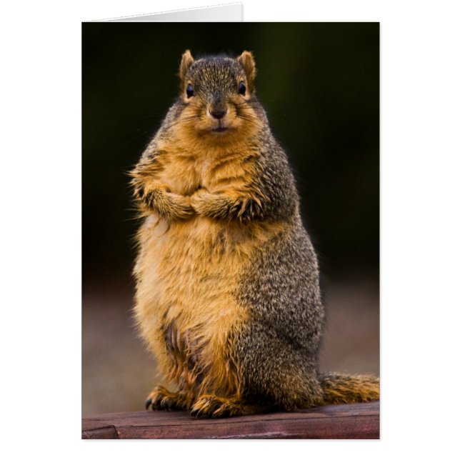 Permanente band (Voorkant)