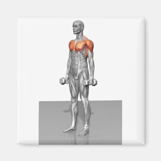 Permanente Biceps Curl Magneet (Voorkant)