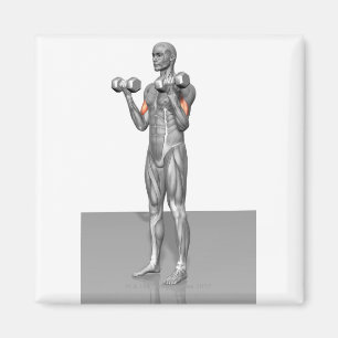 Permanente Biceps Cursus 2 Magneet