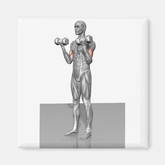 Permanente Biceps Cursus 2 Magneet (Voorkant)