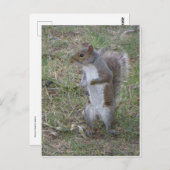 Permanente eekhoorn briefkaart (Voorkant / Achterkant)