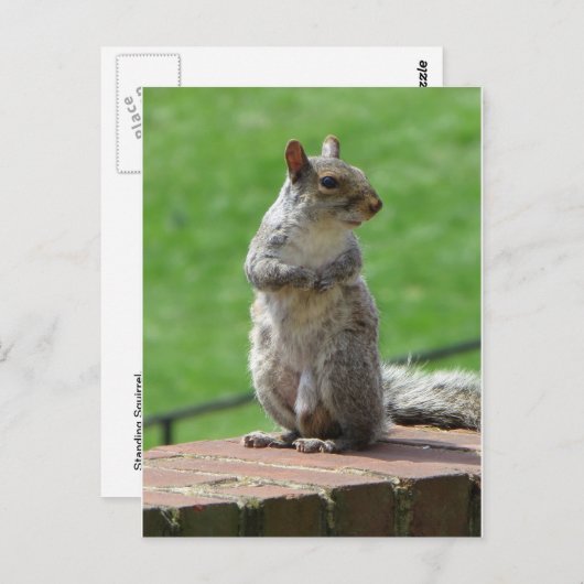 Permanente eekhoorn briefkaart (Voorkant / Achterkant)