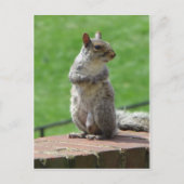 Permanente eekhoorn briefkaart (Voorkant)