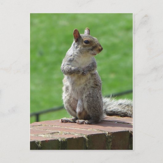 Permanente eekhoorn briefkaart (Voorkant)