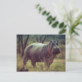 Permanente Hippo Posing in camera in Africa Foliag Briefkaart (Staand voorkant)