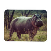 Permanente Hippo Posing in camera in Africa Foliag Magneet (Horizontaal)