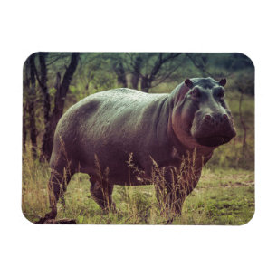 Permanente Hippo Posing in camera in Africa Foliag Magneet