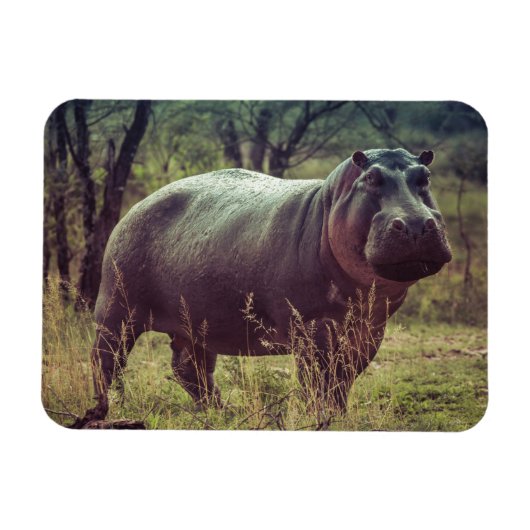 Permanente Hippo Posing in camera in Africa Foliag Magneet (Horizontaal)