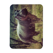 Permanente Hippo Posing in camera in Africa Foliag Magneet (Verticaal)