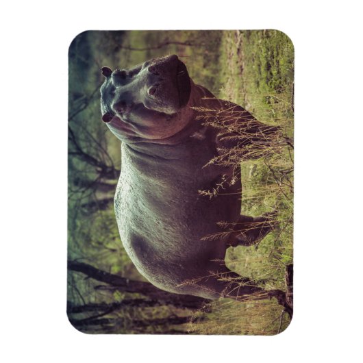 Permanente Hippo Posing in camera in Africa Foliag Magneet (Verticaal)