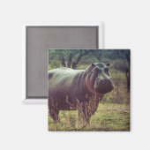 Permanente Hippo Posing in camera in Africa Foliag Magneet (Voorkant / Achterkant)
