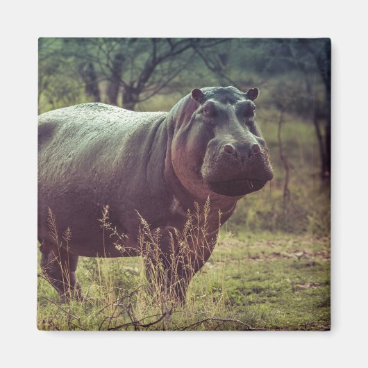 Permanente Hippo Posing in camera in Africa Foliag Magneet (Voorkant)