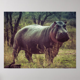 Permanente Hippo Posing in camera in Africa Foliag Poster