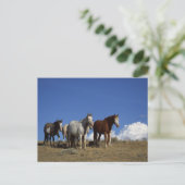 Permanente paarden in Western deegras Briefkaart (Staand voorkant)
