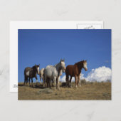 Permanente paarden in Western deegras Briefkaart (Voorkant / Achterkant)