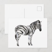 Permanente Zebra Briefkaart (Voorkant / Achterkant)