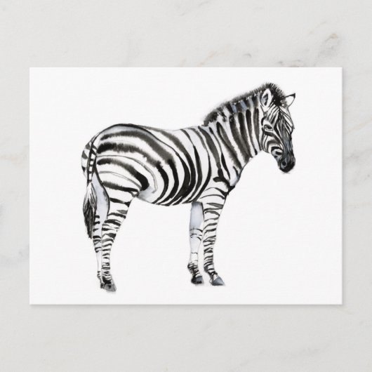 Permanente Zebra Briefkaart (Voorkant)