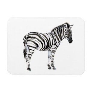 Permanente Zebra Magneet