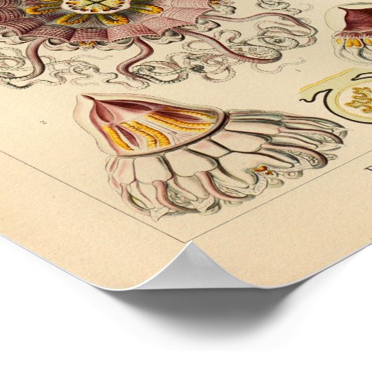  Peromedusae kleur Ernst Haeckel Art Afdrukken Poster (Hoek)
