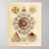  Peromedusae kleur Ernst Haeckel Art Afdrukken Poster (Voorkant)
