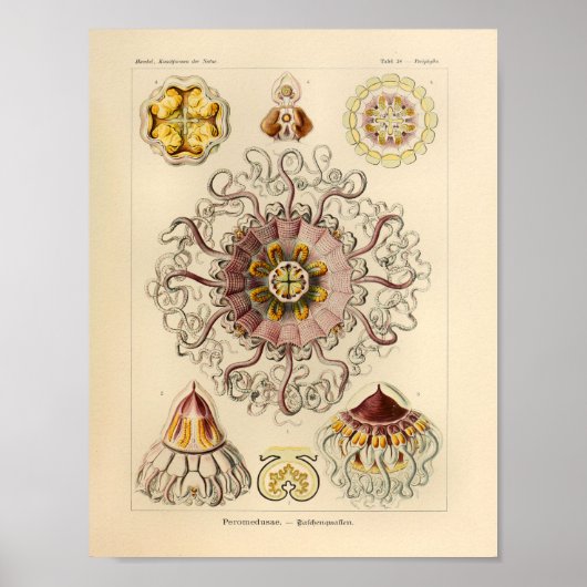 Peromedusae kleur Ernst Haeckel Art Afdrukken Poster (Voorkant)