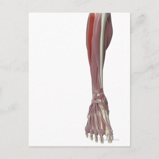 Peroneus Longus Briefkaart (Voorkant)