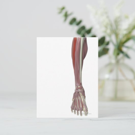 Peroneus Longus Briefkaart (Staand voorkant)