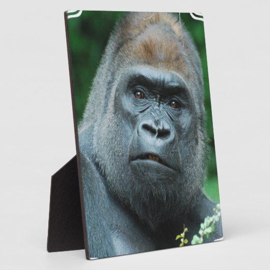 Perplexed Gorilla Fotoplaat (Zijkant)