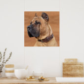Perro de Presa Canario - Dogo Canario Poster (Keuken)