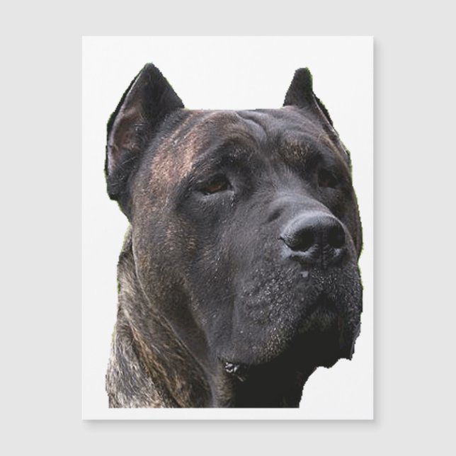 perro de pressa.png (Voorkant)