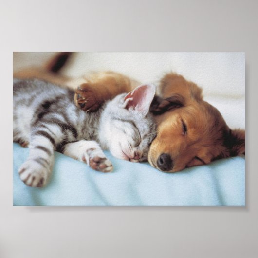 perro y gato poster (Voorkant)