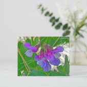 Perroncoördinatiepunten (Lathyrus maritimus) Briefkaart (Staand voorkant)