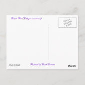 Perroncoördinatiepunten (Lathyrus maritimus) Briefkaart (Achterkant)