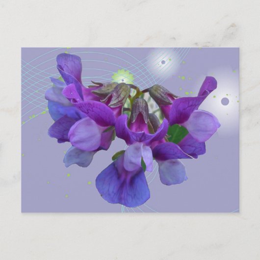 Perroncoördinatiepunten (Lathyrus maritimus) Briefkaart (Voorkant)