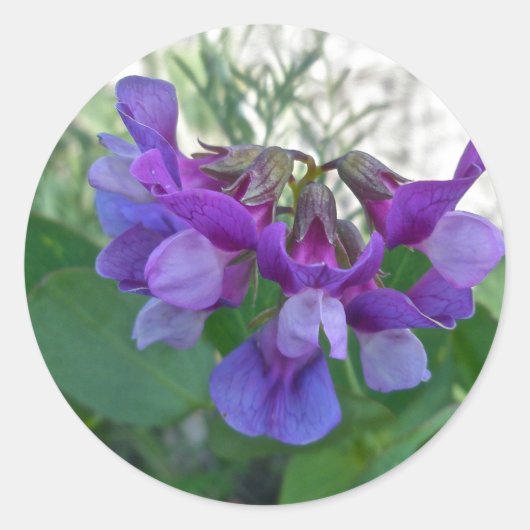 Perroncoördinatiepunten (Lathyrus maritimus) Ronde Sticker (Voorkant)