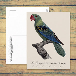 Perroquet a bec couleur sang / Great-billed papega Briefkaart