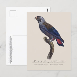 Perroquet a Camail bleu / Dusky papegaai Briefkaart