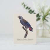 Perroquet a Camail bleu / Dusky papegaai Briefkaart (Staand voorkant)