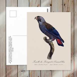 Perroquet a Camail bleu / Dusky papegaai Briefkaart