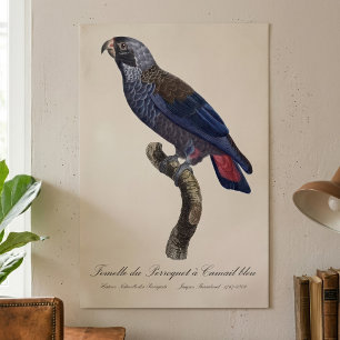 Perroquet a Camail bleu / Dusky papegaai Poster