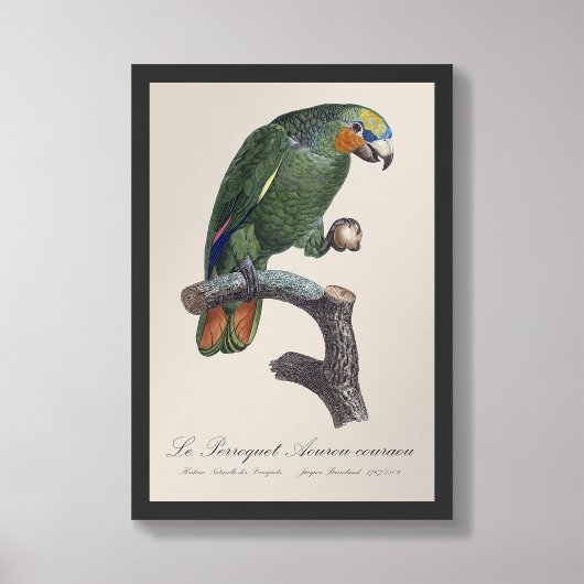 Perroquet Aourou-moeou / Oranje gevleugelde amazon Foto Afdruk